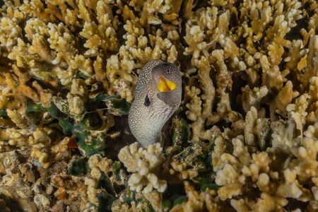Moray eel Mooray lycodontis undulatus in the Red Sea, eilat israelの写真素材