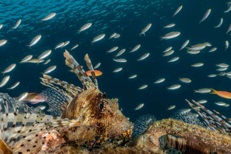 Lion fish in the Red Sea colorful fish, Eilat Israelの写真素材