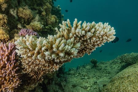 Coral reef and water plants in the Red Sea, Eilat Israelの写真素材