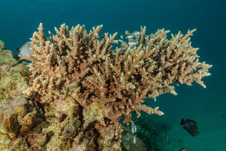 Coral reef and water plants in the Red Sea, Eilat Israelの写真素材