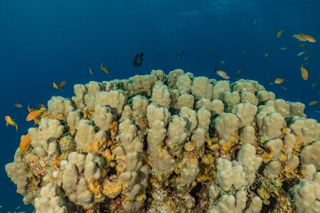 Coral reef and water plants in the Red Sea, Eilat Israelの写真素材