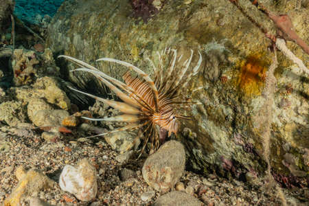 Lion fish in the Red Sea colorful fish, Eilat Israelの写真素材