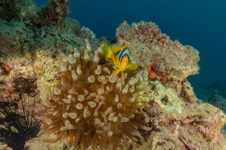 Coral reef and water plants in the Red Sea, Eilat Israelの写真素材