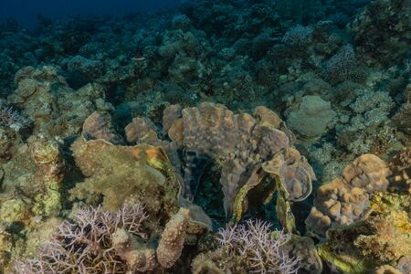 Coral reef and water plants in the Red Sea, Eilat Israel