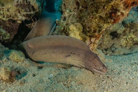 Moray eel Mooray lycodontis undulatus in the Red Sea, eilat israelの写真素材