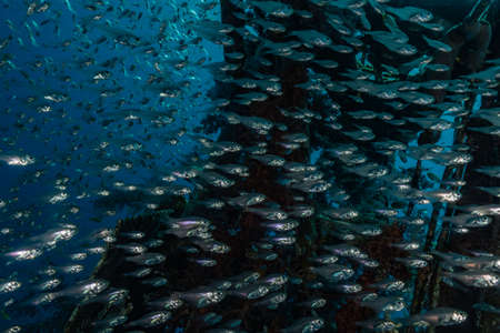 Fish swim in the Red Sea, colorful fish, Eilat Israel