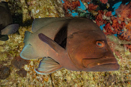 Fish swim in the Red Sea, colorful fish, Eilat Israel