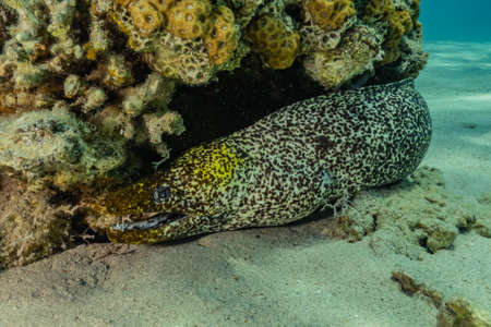 Moray eel Mooray lycodontis undulatus in the Red Sea, eilat israel