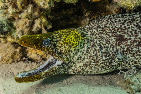 Moray eel Mooray lycodontis undulatus in the Red Sea, eilat israel