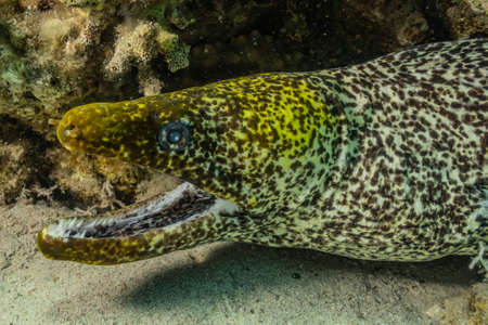 Moray eel Mooray lycodontis undulatus in the Red Sea, eilat israelの写真素材