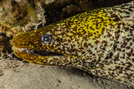 Moray eel Mooray lycodontis undulatus in the Red Sea, eilat israel