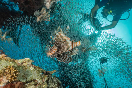 Lion fish in the Red Sea colorful fish, Eilat Israelの写真素材