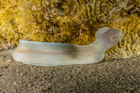 Moray eel Mooray lycodontis undulatus in the Red Sea, eilat israel