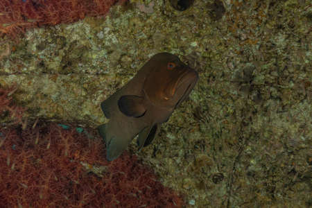 Fish swim in the Red Sea, colorful fish, Eilat Israel