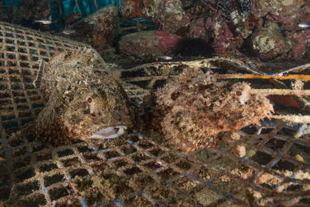 Fish swim in the Red Sea, colorful fish, Eilat Israelの写真素材