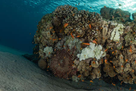 Coral reef and water plants in the Red Sea, Eilat Israelの写真素材