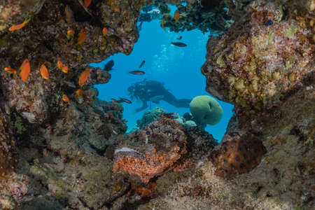 Fish swim in the Red Sea, colorful fish, Eilat Israelのeditorial素材