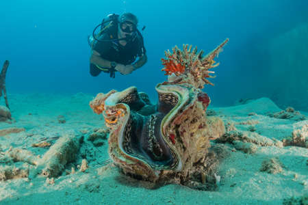 Giant Clam in the Red Sea Colorful and beautiful, Eilat Israelのeditorial素材