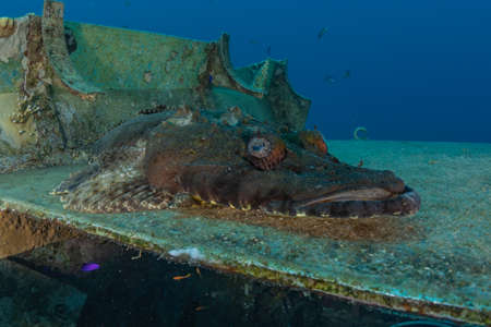 Fish swim in the Red Sea, colorful fish, Eilat Israelの写真素材