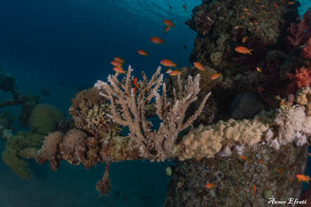Coral reef and water plants in the Red Sea, Eilat Israelの写真素材