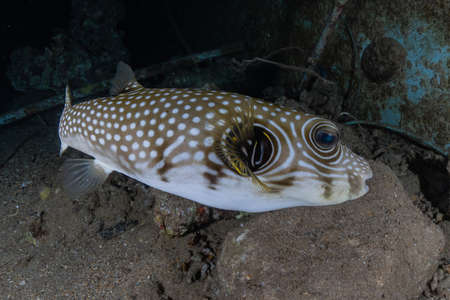 Fish swim in the Red Sea, colorful fish, Eilat Israel