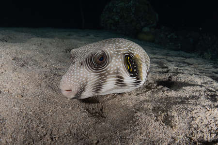 Fish swim in the Red Sea background.の写真素材
