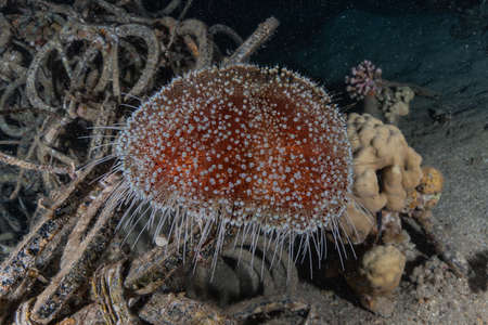 Coral reef and water plants in the Red Sea background.
