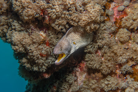 Moray eel Mooray lycodontis undulatus in the Red Sea, Eilat Israel