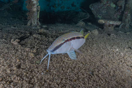 Fish swim in the Red Sea, colorful fish, Eilat Israelの写真素材