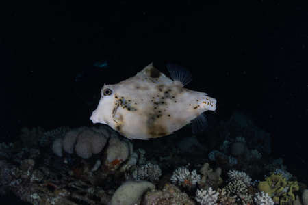 Fish swim in the Red Sea, colorful fish, Eilat Israelの写真素材