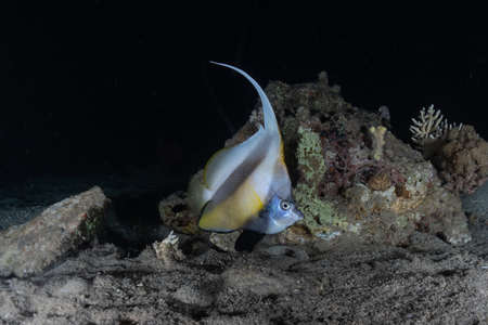 Fish swim in the Red Sea, colorful fish, Eilat Israel