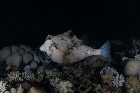 Fish swim in the Red Sea, colorful fish, Eilat Israelの写真素材