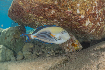 Fish swim in the Red Sea, colorful fish, Eilat Israel