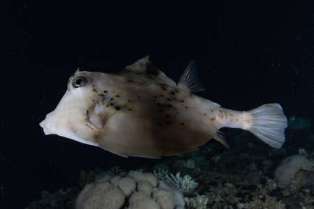 Fish swim in the Red Sea, colorful fish, Eilat Israelの写真素材