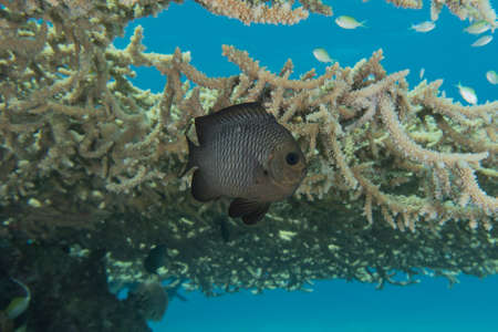 Fish swim in the Red Sea, colorful fish, Eilat Israel