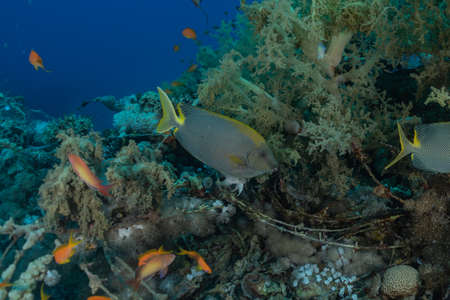 Fish swim in the Red Sea, colorful fish, Eilat Israel
