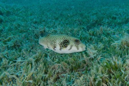 Fish swim in the Red Sea, colorful fish, Eilat Israelの写真素材