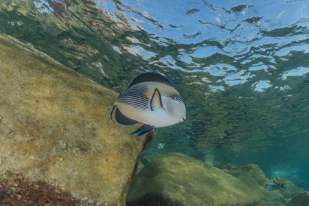 Fish swim in the Red Sea, colorful fish, Eilat Israelの写真素材
