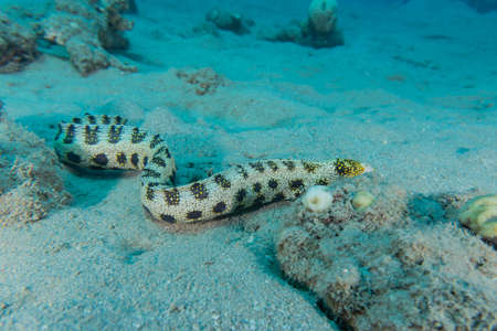 Tiger Snake Eel in the Red Sea Colorful and beautiful, Eilat Israel