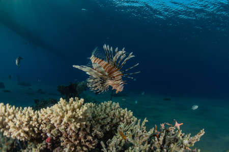 Lionfish in the Red Sea colorful fish, Eilat Israelの写真素材