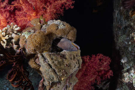Moray eel Mooray lycodontis undulatus in the Red Sea, Eilat Israelの写真素材