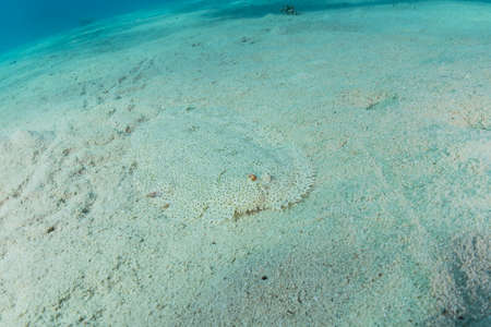 Fish swim in the Red Sea, colorful fish, Eilat Israelの写真素材