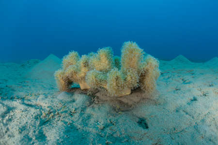 Coral reef and water plants in the Red Sea, Eilat Israelの写真素材