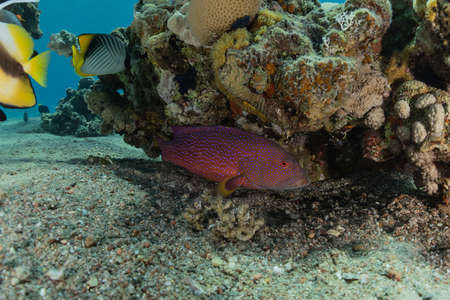 Fish swim in the Red Sea, colorful fish, Eilat Israel
