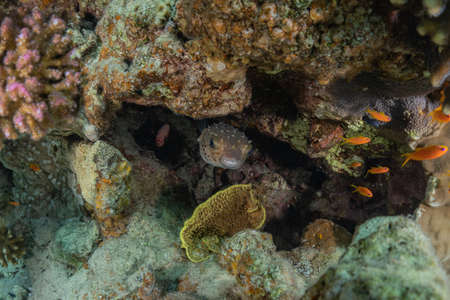 Fish swim in the Red Sea, colorful fish, Eilat Israel