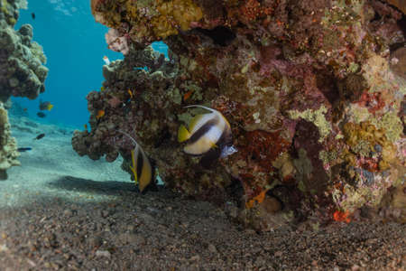 Fish swim in the Red Sea, colorful fish, Eilat Israelの写真素材