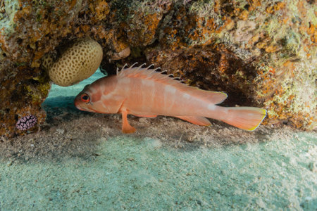 Fish swim in the Red Sea, colorful fish, Eilat Israelの写真素材