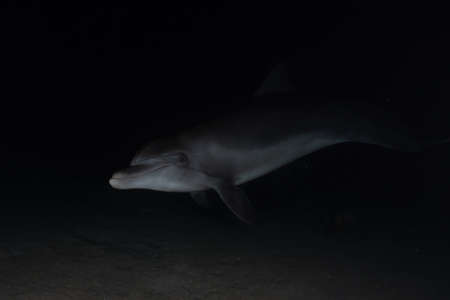 Dolphin swimming in the Red Sea, Eilat Israelの写真素材