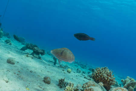Fish swim in the Red Sea, colorful fish, Eilat Israelの写真素材