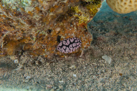 Sea slug in the Red Sea Colorful and beautiful, Eilat Israelの写真素材